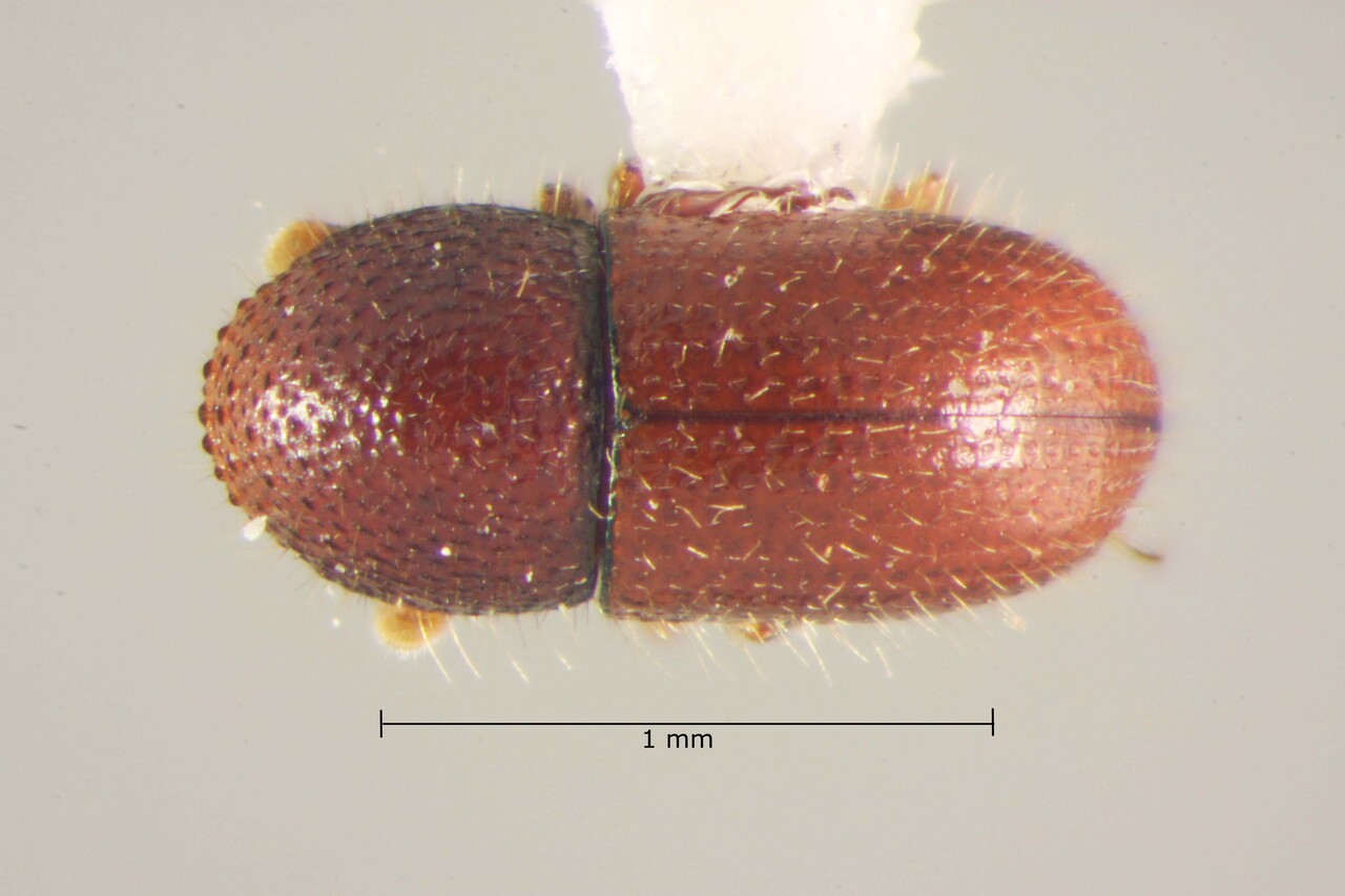 Genus / Species: Coccotrypes rutschuruensis | Image Author: TH Atkinson | Location: United States, California, Irvine | Collection: California State Collection of Arthropods