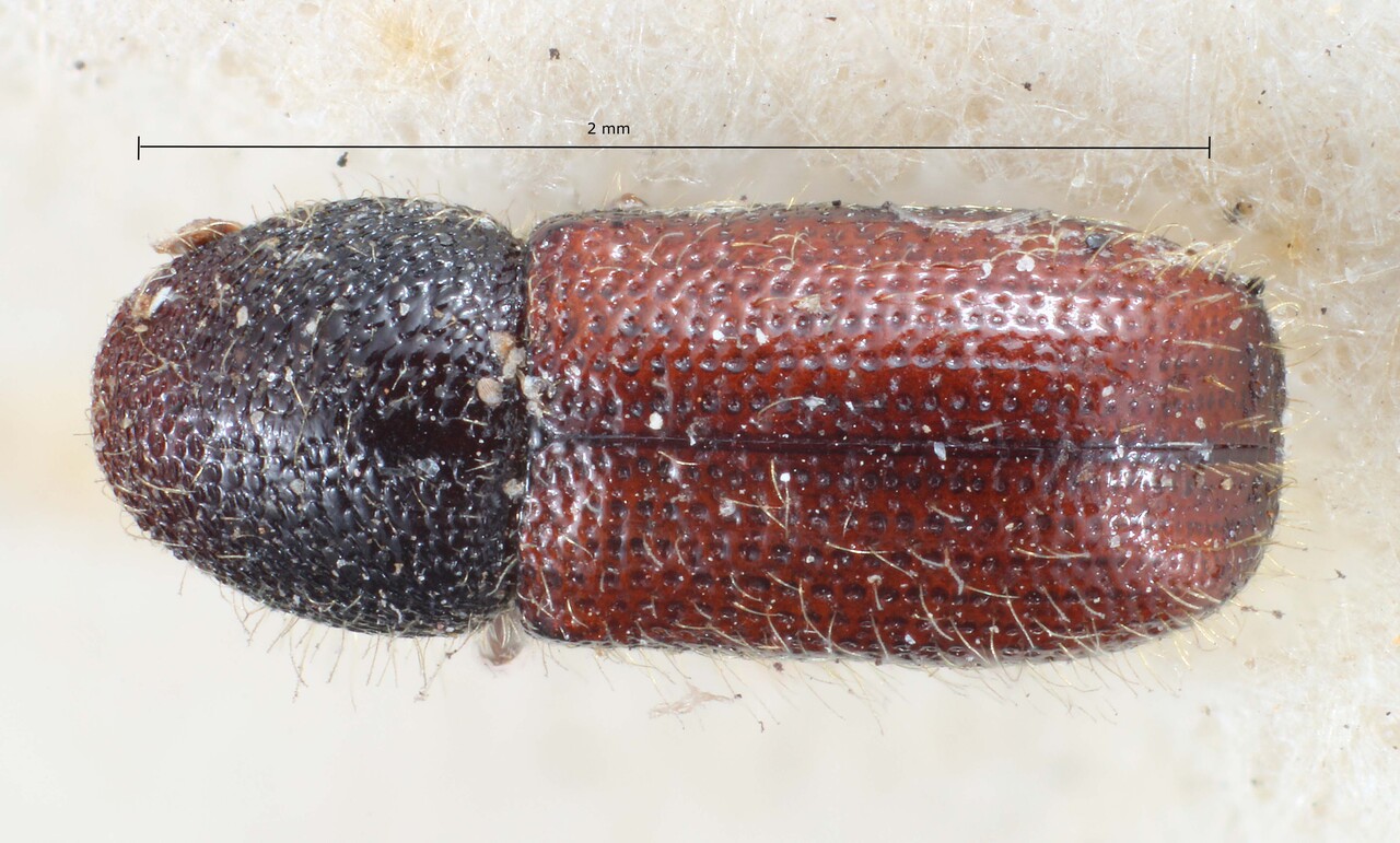 Genus / Species: Dendrocranulus limbatus | Image Author: TH Atkinson | Location: Guatemala, Escuintla, Volcan de Agua | Image Type: lectotype | Collection: British Museum (Natural History)