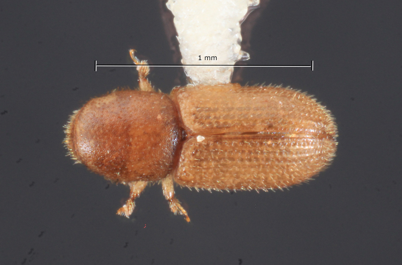 Genus / Species: Crypturgus alutaceus | Image Author: TH Atkinson | Location: United States, Oklahoma, Latimer Co. | Collection: Texas A&M University Insect Collection
