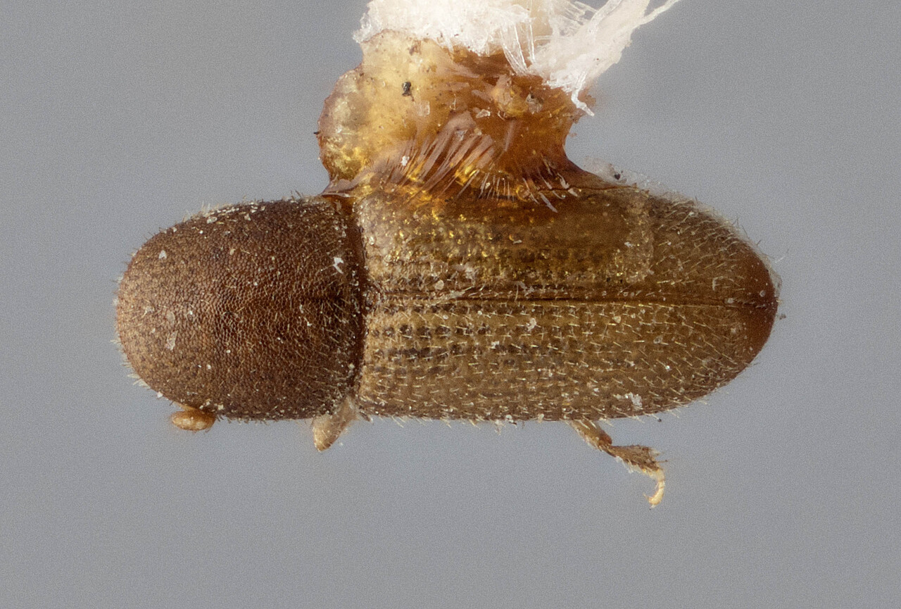 Genus / Species: Crypturgus borealis | Image Author: J Buffam | Location: Canada, Manitoba, Winnipeg | Image Type: lectotype | Collection: Canadian National Collection of Insects, Arachnids and Nematodes