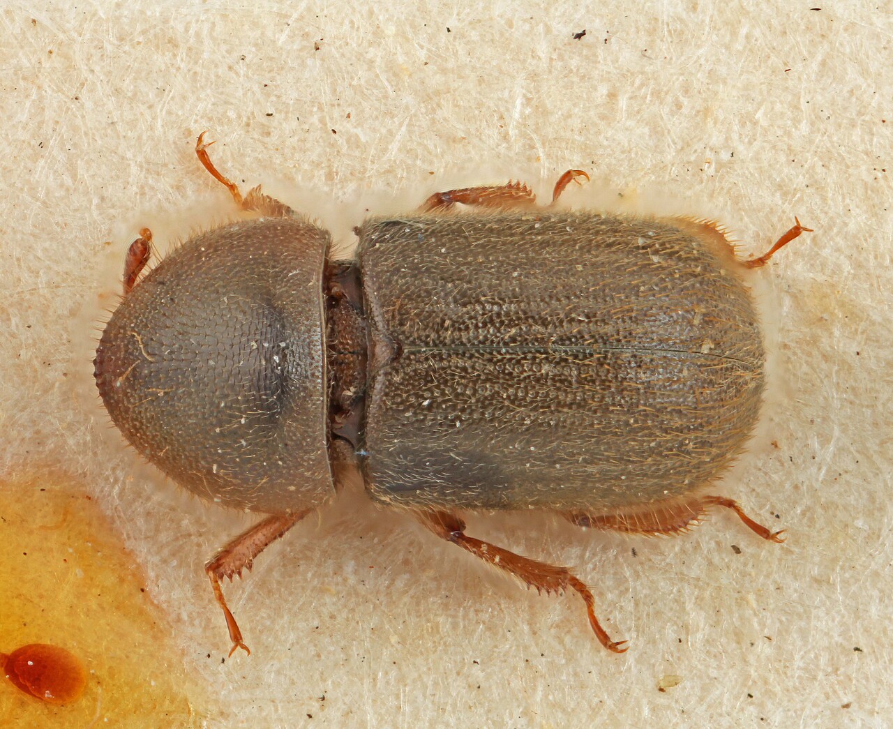 Genus / Species: Indocryphalus intermedius | Image Author: SM Smith | Location: Myanmar, Kambaiti | Image Type: paratype | Collection: British Museum (Natural History)