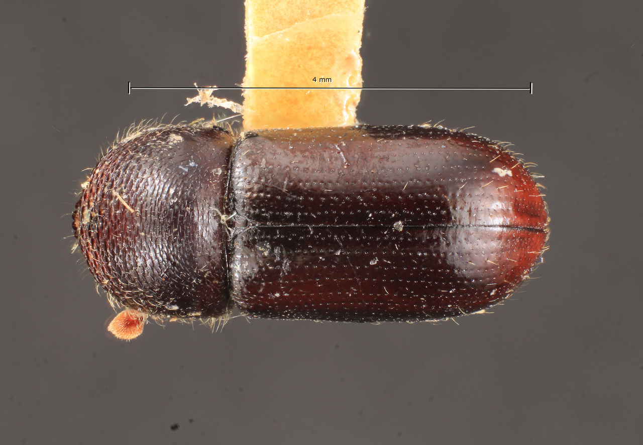 Genus / Species: Trypodendron retusum | Image Author: TH Atkinson | Location: Canada, Alberta, Edmonton | Collection: Texas A&M University Insect Collection