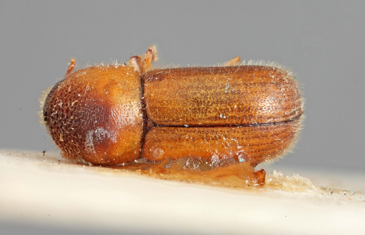 Genus / Species: Indocryphalus sordidus | Image Author: SM Smith | Location: Japan, Japan (country / region) | Image Type: holotype | Collection: British Museum (Natural History)