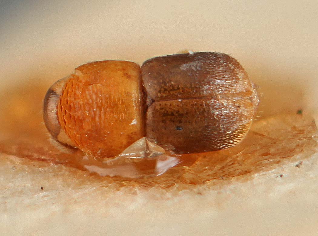 Genus / Species: Indocryphalus tropicus | Image Author: SM Smith | Location: Malaysia, Selangor, Kepong | Image Type: holotype | Collection: British Museum (Natural History)