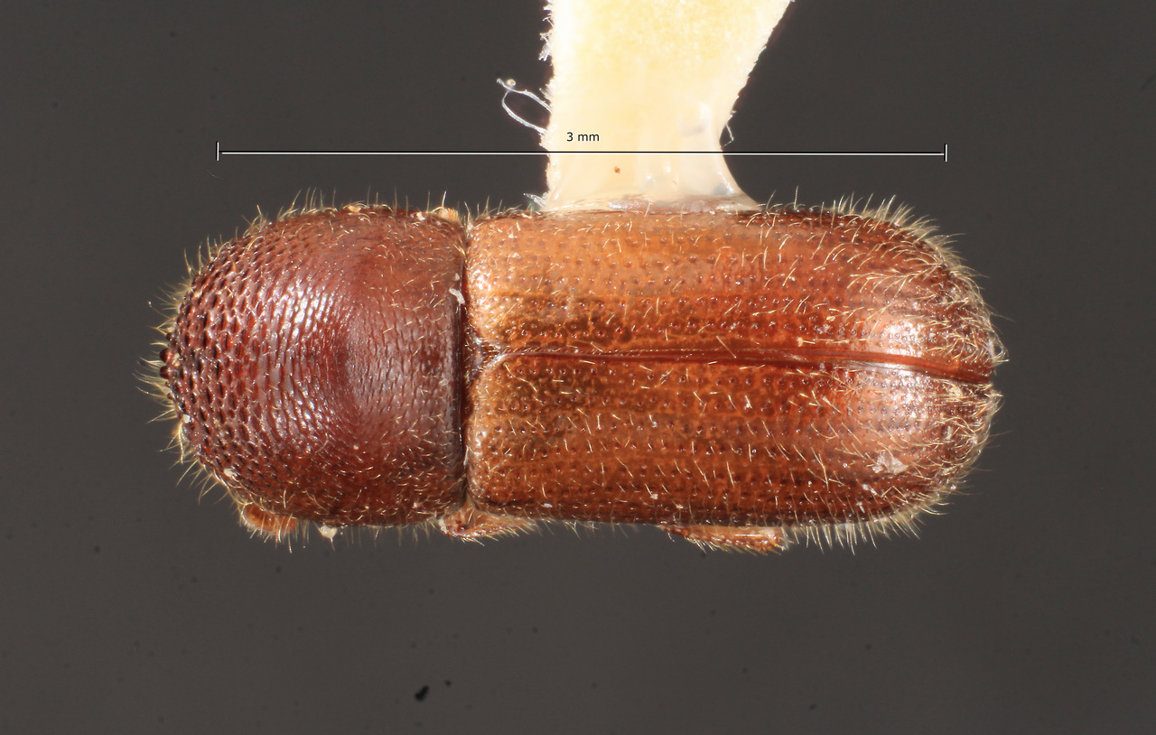 Genus / Species: Xyloterinus politus | Image Author: TH Atkinson | Location: United States, New York, Geneva area | Collection: default value if not specified / valor si no está especificado