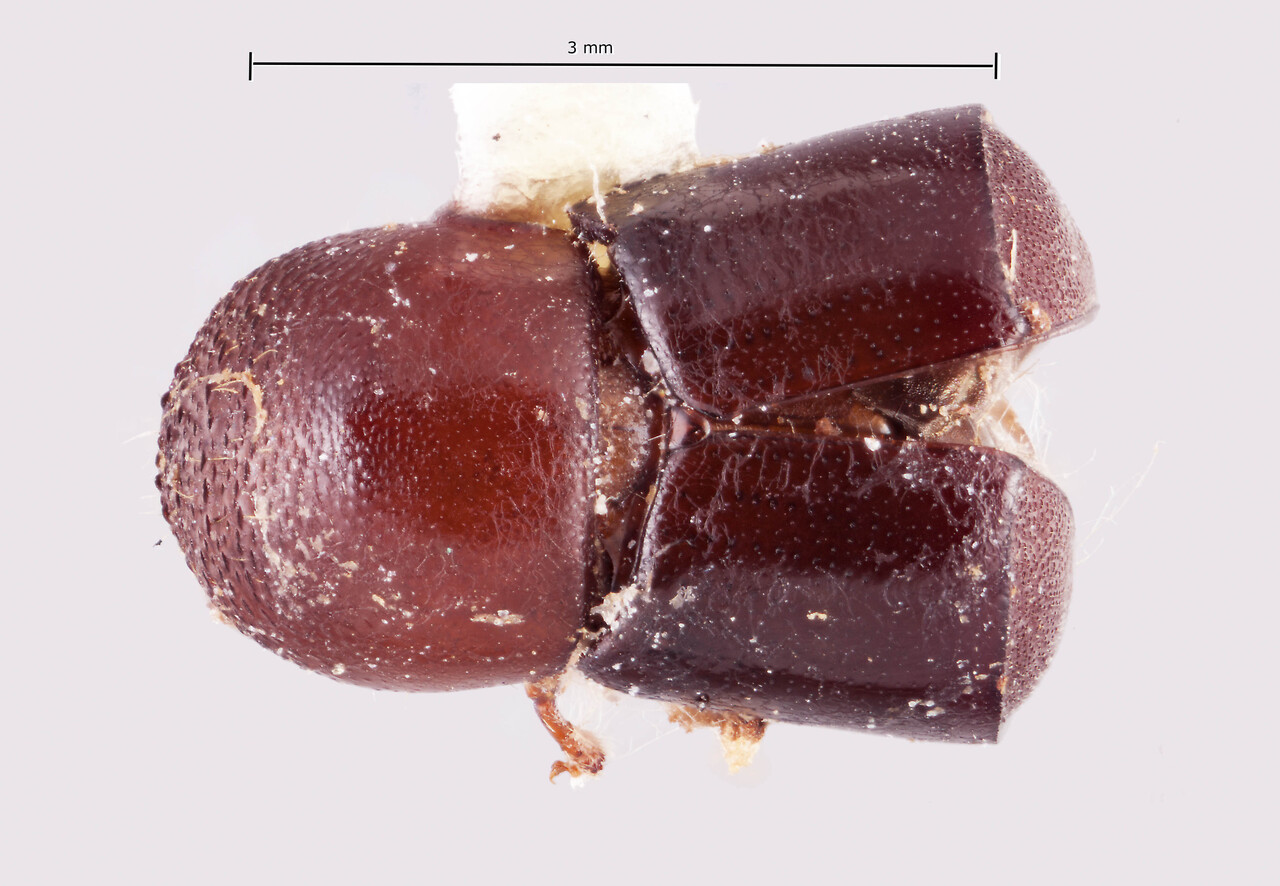 Genus / Species: Amasa aspersa | Image Author: RK Osborn | Location: Malaysia, unknown, Malaysia (country / region) | Collection: Entomology