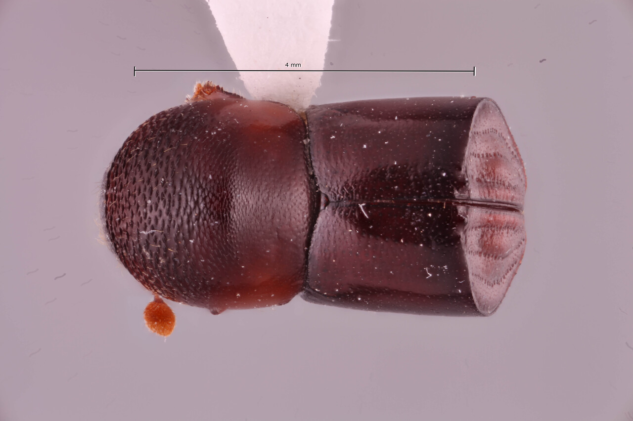 Genus / Species: Amasa beesoni | Image Author: RK Osborn | Location: Myanmar, Moulmein, Ataran Division | Image Type: paratype | Collection: Naturhistorisches Museum Wien