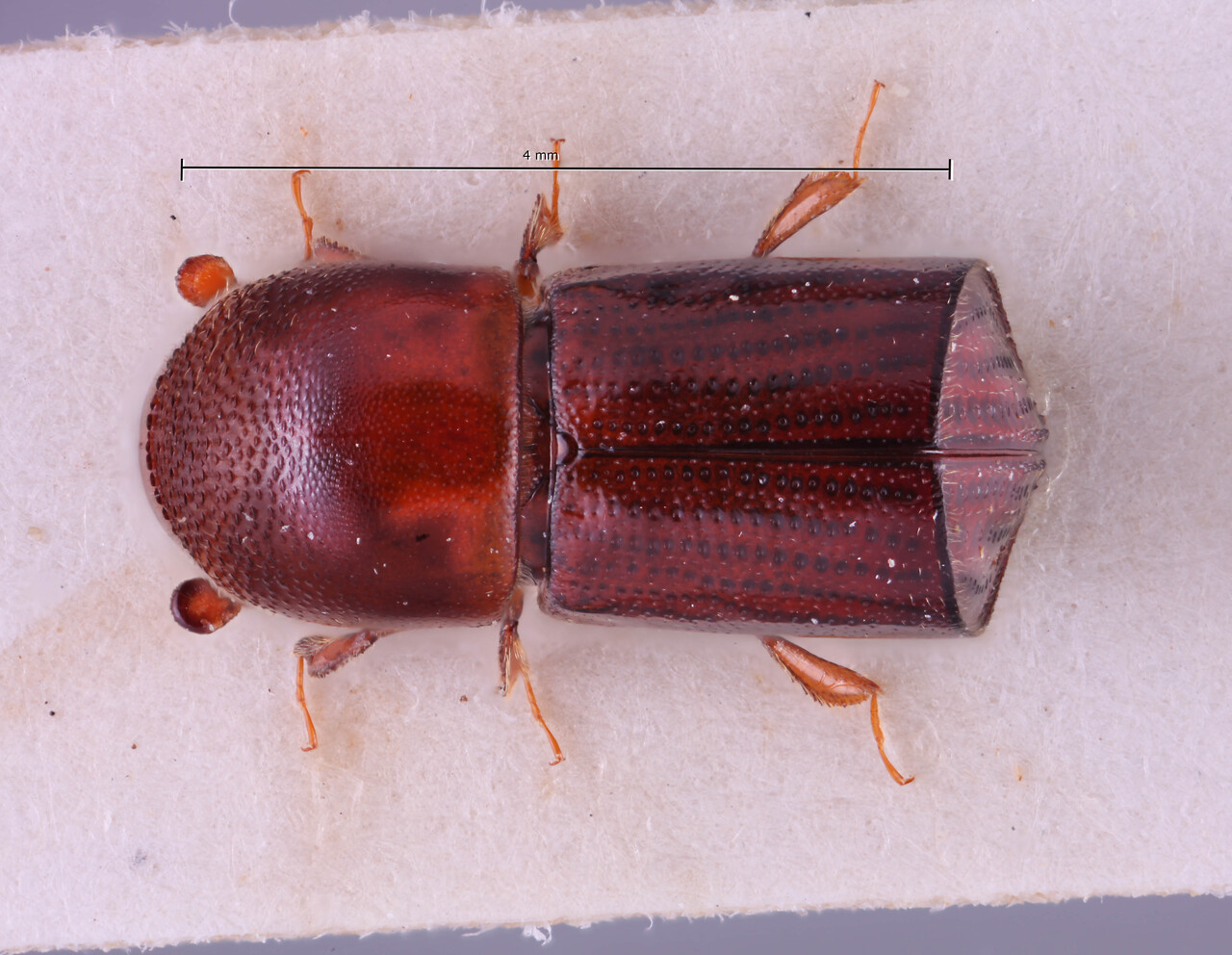 Genus / Species: Amasa concitata | Image Author: RK Osborn | Location: China, unknown, China (country / region) | Collection: default value if not specified / valor si no está especificado