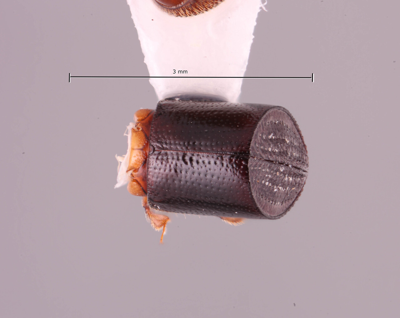 Genus / Species: Amasa cycloxyster | Image Author: RK Osborn | Location: Thailand, Surat Thani, Khao Sok National Park | Image Type: holotype | Collection: Arthropod research Collection