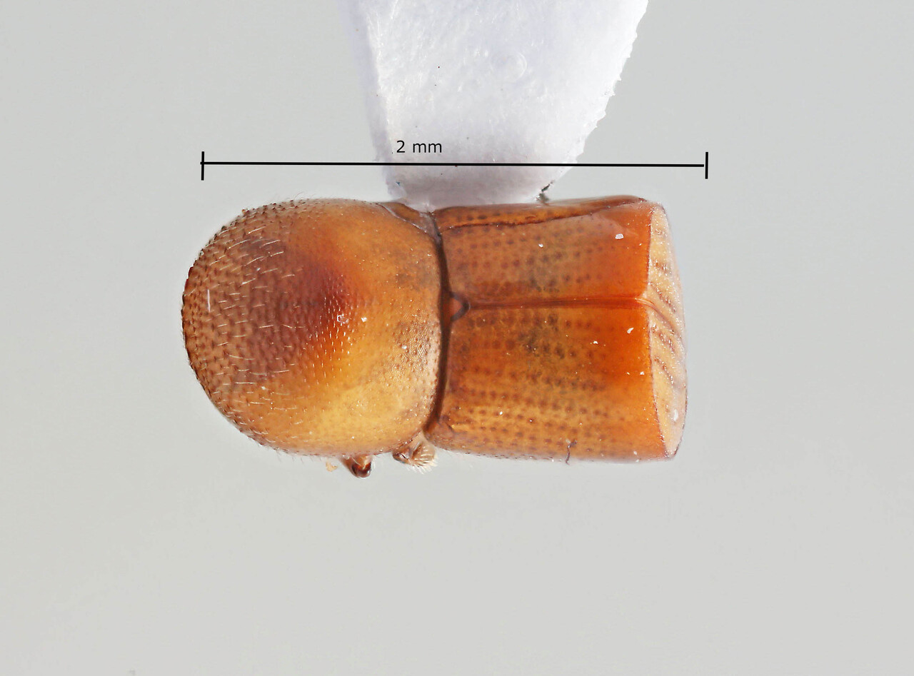 Genus / Species: Amasa cylindrotomica | Image Author: RK Osborn | Location: Thailand, Songkhla, Ton Nga Chang Wildlife Sanctuary | Collection: Sittichaya Collection