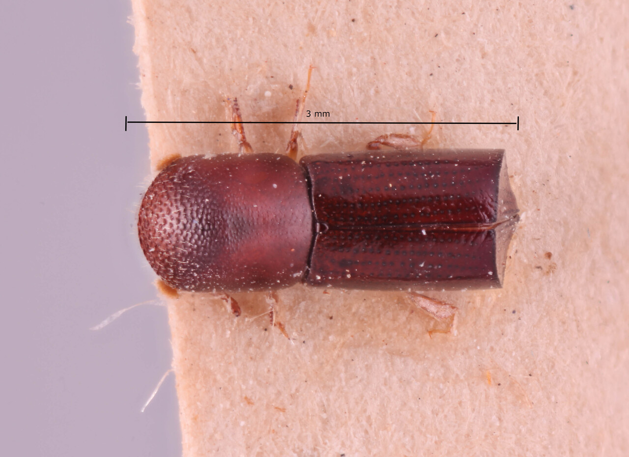 Genus / Species: Amasa eugeniae | Image Author: RK Osborn | Location: India, Uttarakhand, Lachiwala, Dehra Dun | Image Type: paratype | Collection: Entomology