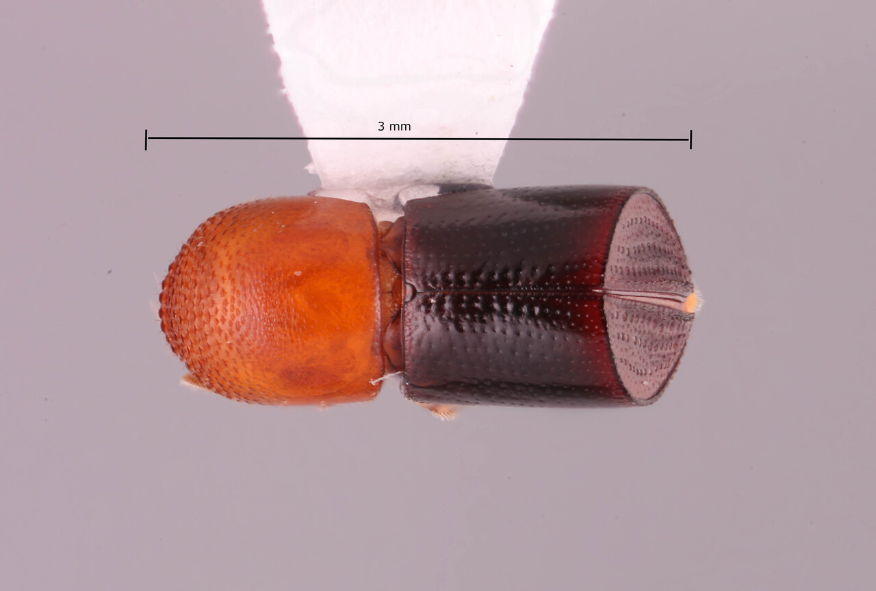 Genus / Species: Amasa galeoderma | Image Author: RK Osborn | Location: Vietnam, Dong Nai, Cat Tien N.P | Image Type: holotype | Collection: Arthropod research Collection