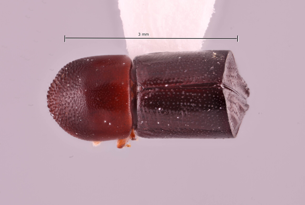 Genus / Species: Amasa lini | Image Author: RK Osborn | Location: China, Taiwan, Sun Moon Lake | Image Type: holotype | Collection: Taiwan Agricultural Research Institute