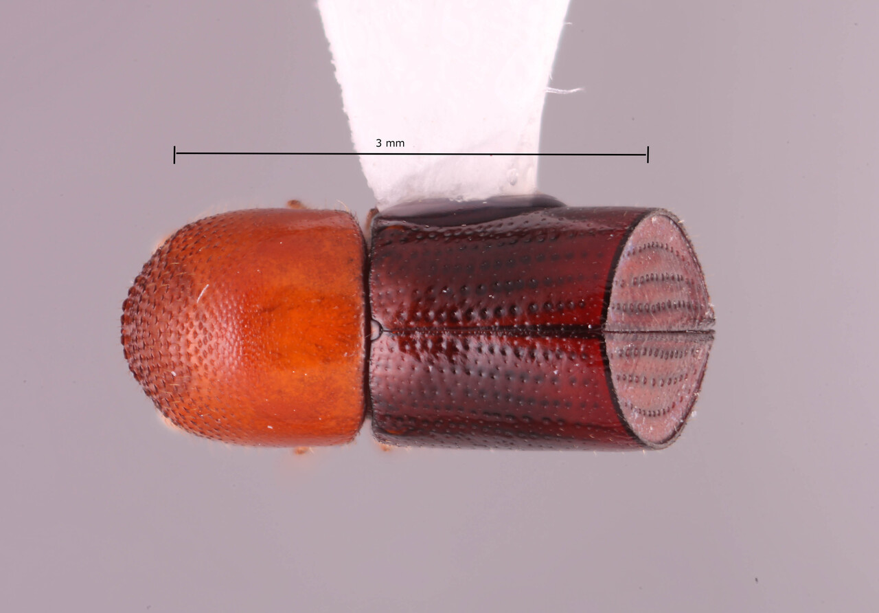 Genus / Species: Amasa schlichii | Image Author: RK Osborn | Location: Vietnam, Cao Bang, coordinatyes only | Collection: Arthropod research Collection