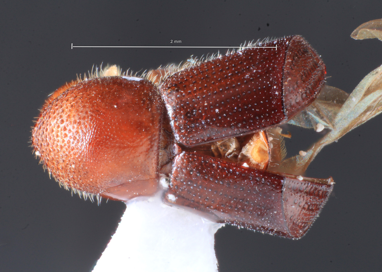 Genus / Species: Amasa parviseta | Image Author: TH Atkinson | Location: Argentina, Tucumán, El Cadillal | Collection: Instituto Fundación Miguel Lillo