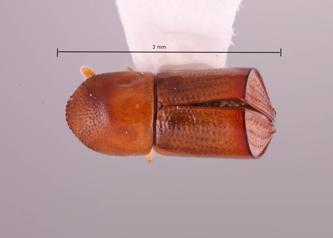 Genus / Species: Amasa tropidacron | Image Author: RK Osborn | Location: Japan, Okinawa, Iriomote-jima | Image Type: holotype | Collection: Arthropod research Collection