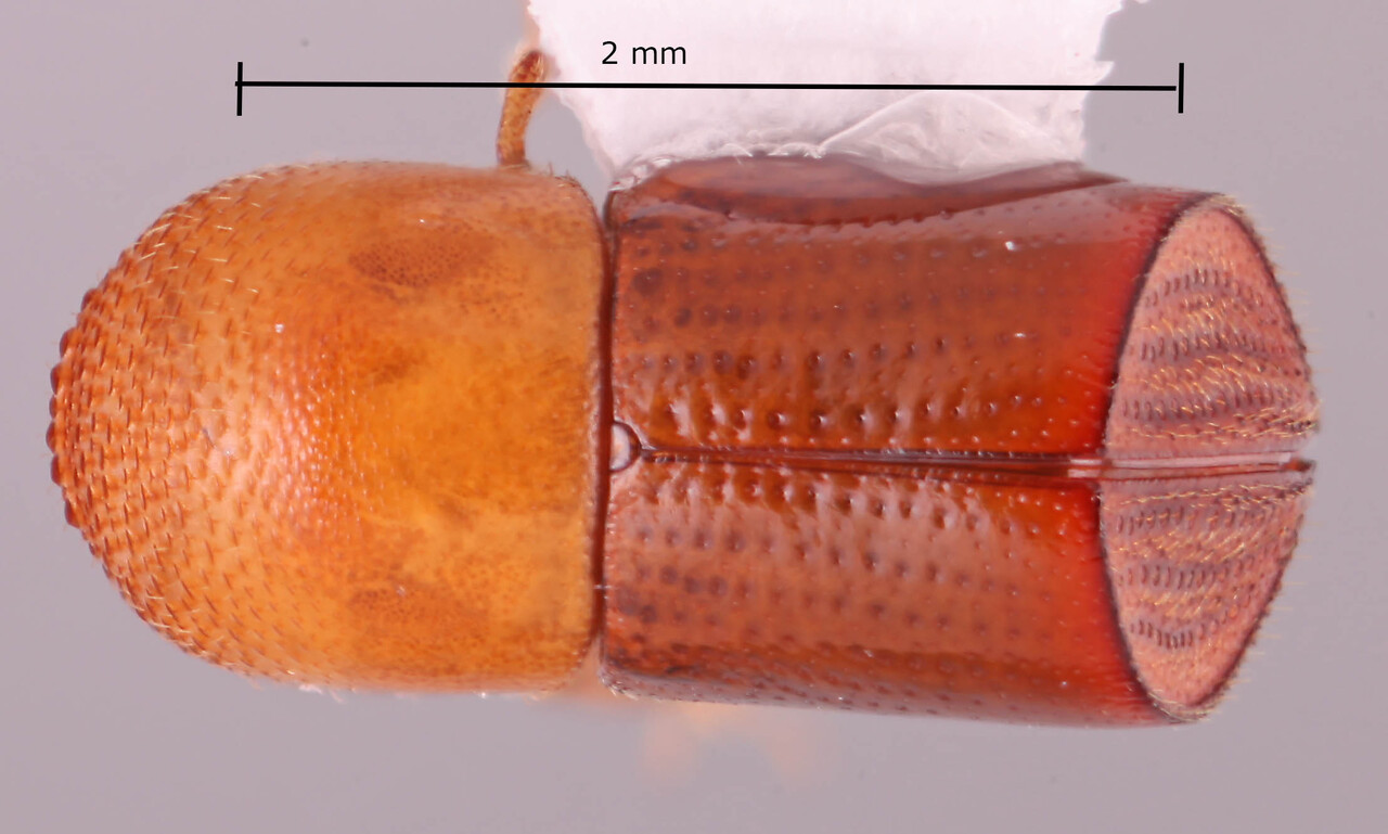 Genus / Species: <i>Amasa versicolor</i> | Image Author: RK Osborn | Location: Thailand, Nakhon Sri Thammarat, Nakhon Sri Thammarat | Collection: default value if not specified / valor si no está especificado