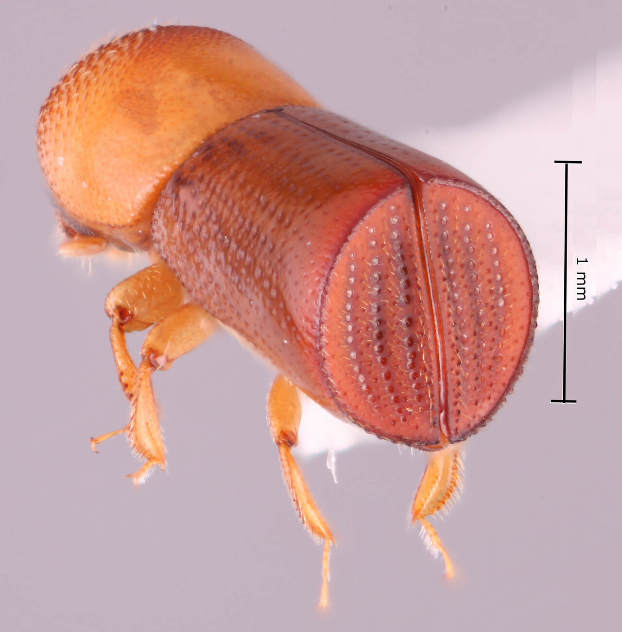 Genus / Species: <i>Amasa versicolor</i> | Image Author: RK Osborn | Location: Thailand, Nakhon Sri Thammarat, Nakhon Sri Thammarat | Collection: default value if not specified / valor si no está especificado