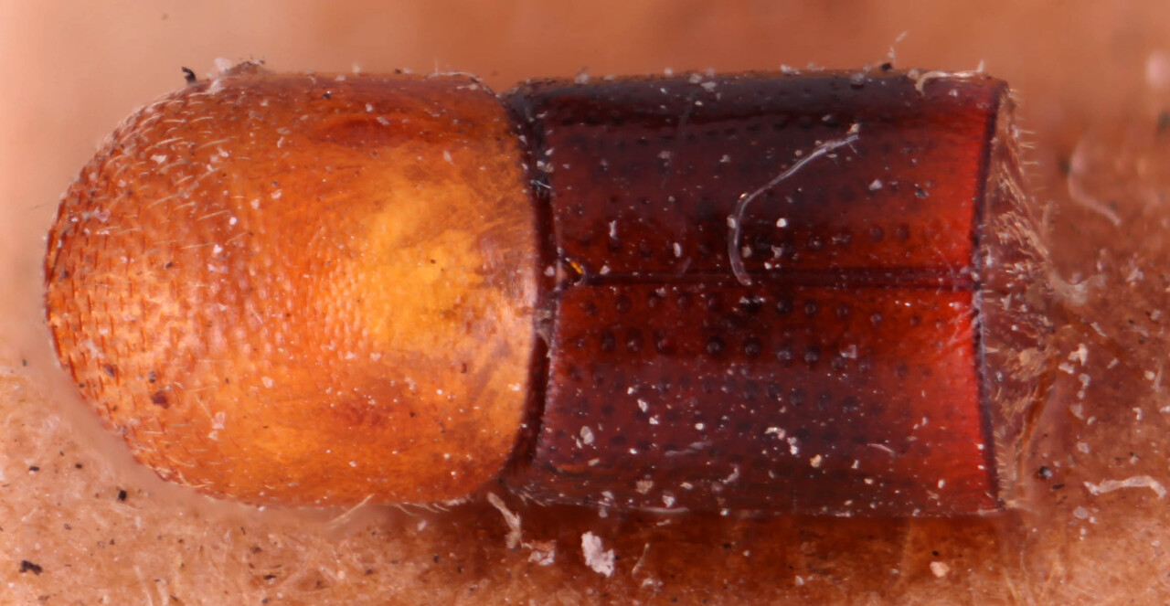 Genus / Species: Amasa versicolor | Image Author: RK Osborn | Location: Malaysia, Penang, Penang | Image Type: holotype | Collection: British Museum (Natural History)