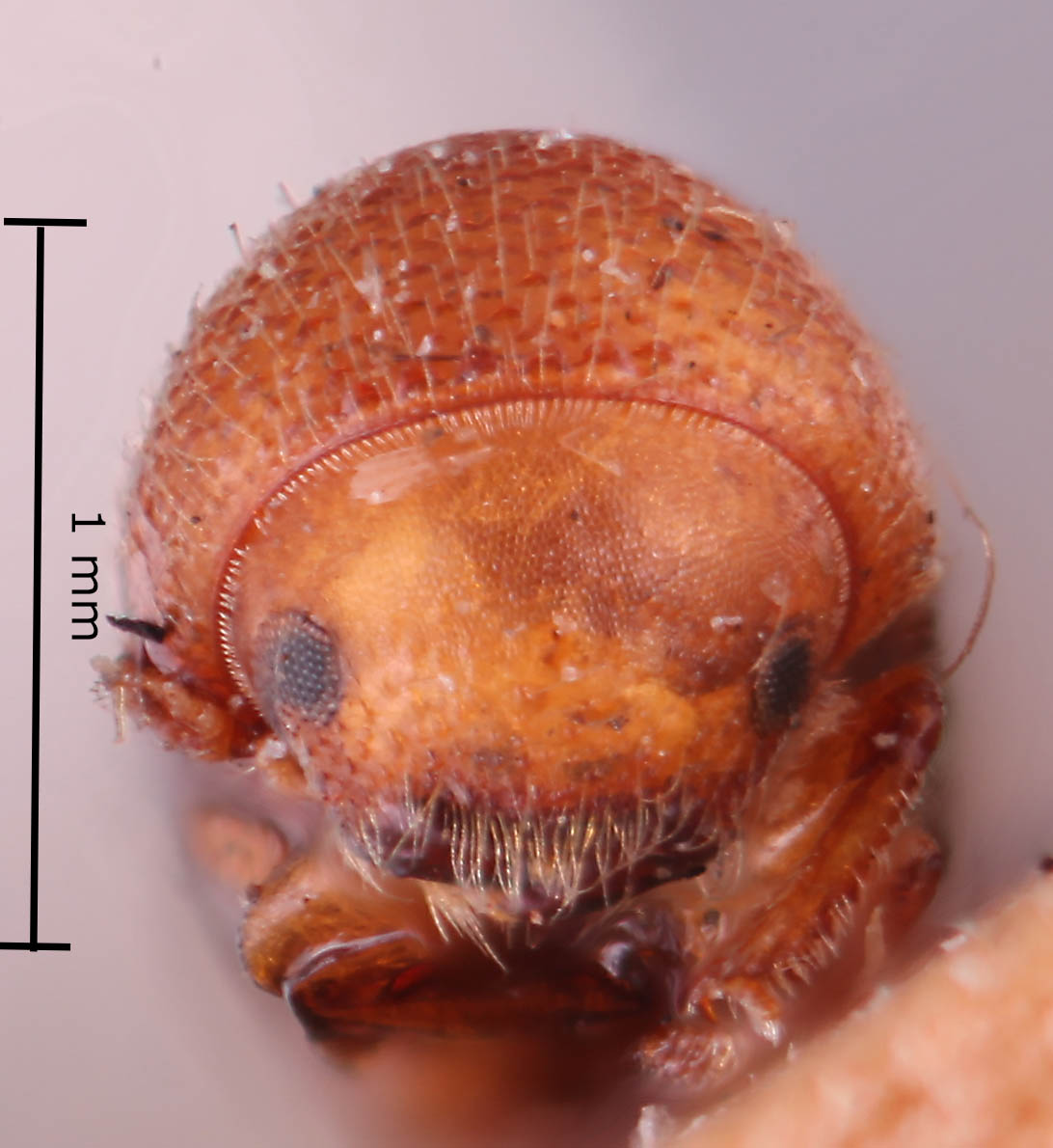Genus / Species: <i>Amasa versicolor</i> | Image Author: RK Osborn | Location: Malaysia, Penang, Penang | Image Type: holotype | Collection: British Museum (Natural History)