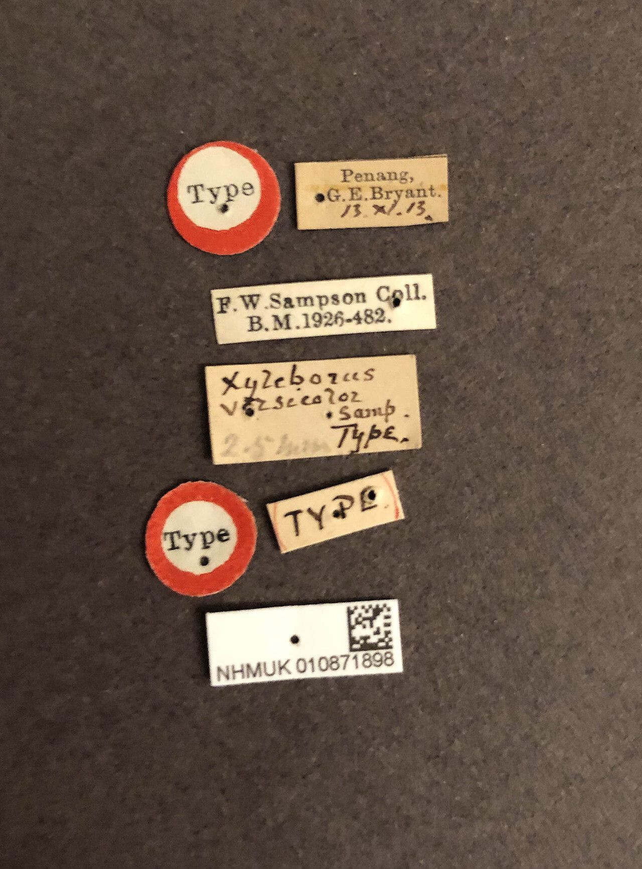 Genus / Species: <i>Amasa versicolor</i> | Image Author: RK Osborn | Location: Malaysia, Penang, Penang | Image Type: holotype | Collection: British Museum (Natural History)