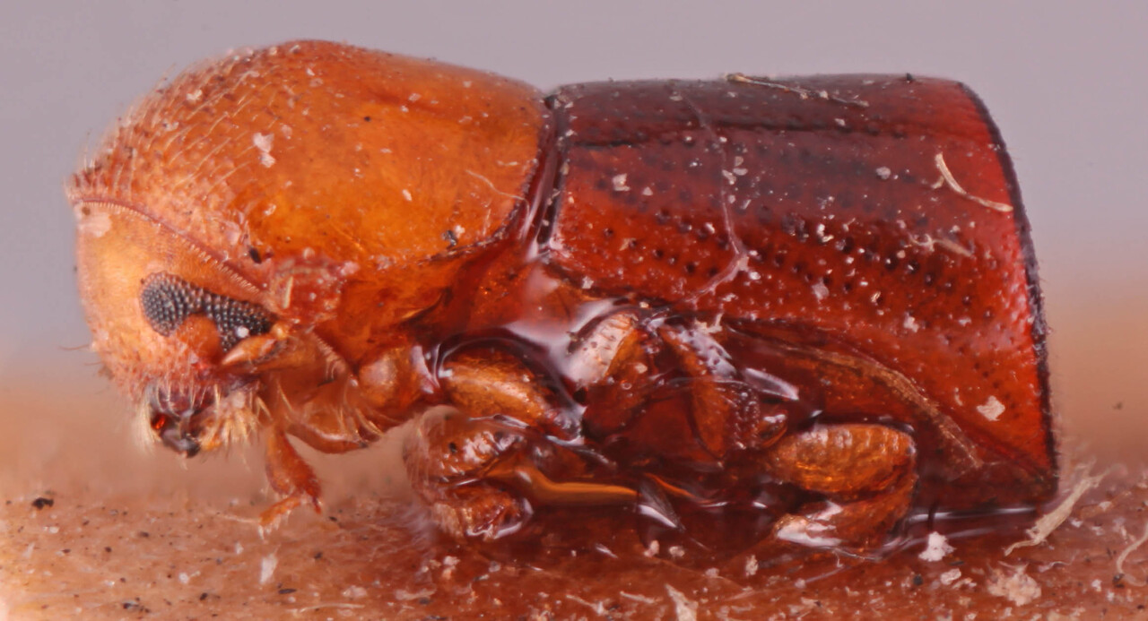 Genus / Species: <i>Amasa versicolor</i> | Image Author: RK Osborn | Location: Malaysia, Penang, Penang | Image Type: holotype | Collection: British Museum (Natural History)