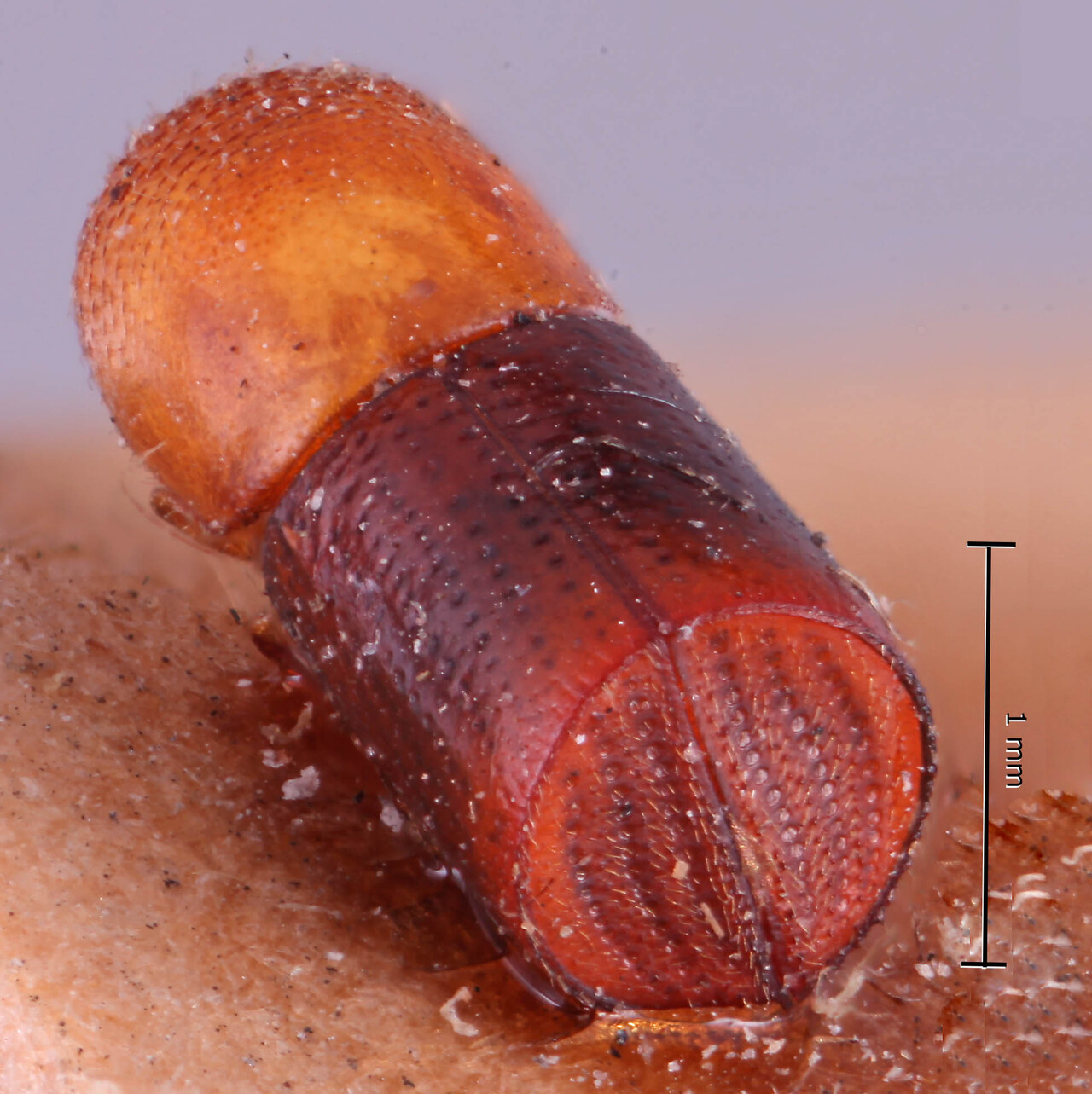 Genus / Species: <i>Amasa versicolor</i> | Image Author: RK Osborn | Location: Malaysia, Penang, Penang | Image Type: holotype | Collection: British Museum (Natural History)