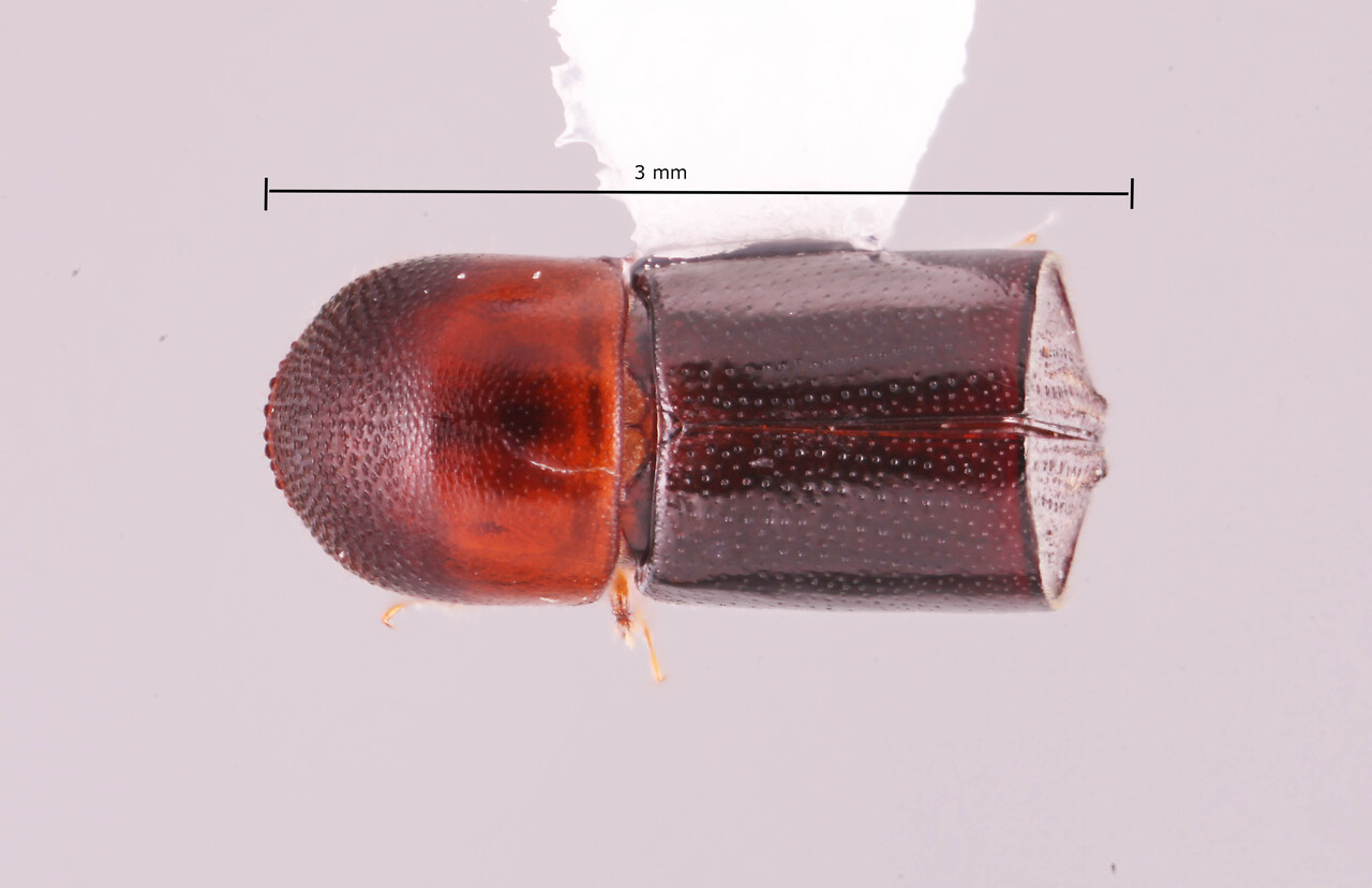 Genus / Species: Amasa youlii | Image Author: RK Osborn | Location: China, Fujian, Fuzhou, Qishan | Image Type: holotype | Collection: Institute of Zoology