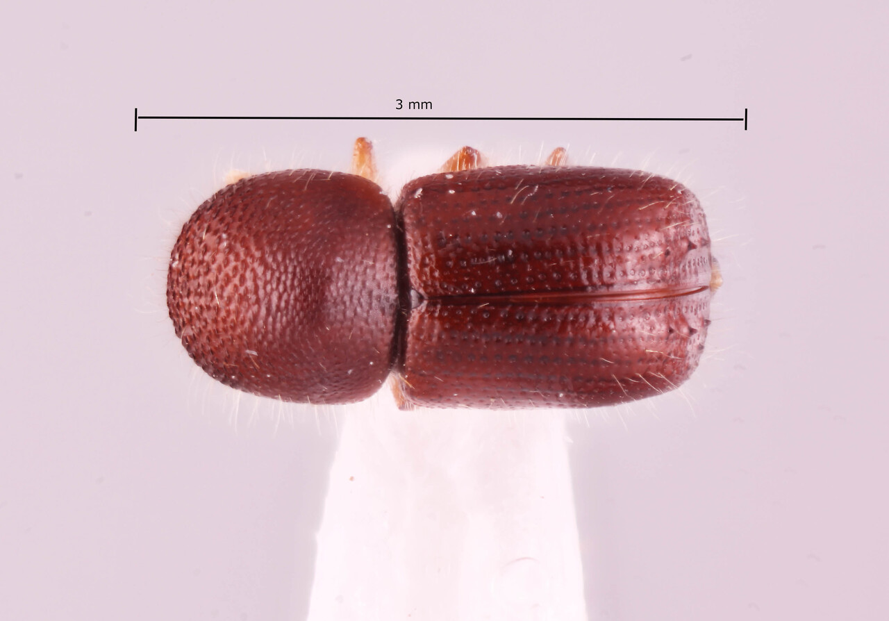 Genus / Species: Ambrosiodmus asperatus | Image Author: RK Osborn | Location: Thailand, Chumphon, Chumphon | Collection: default value if not specified / valor si no está especificado