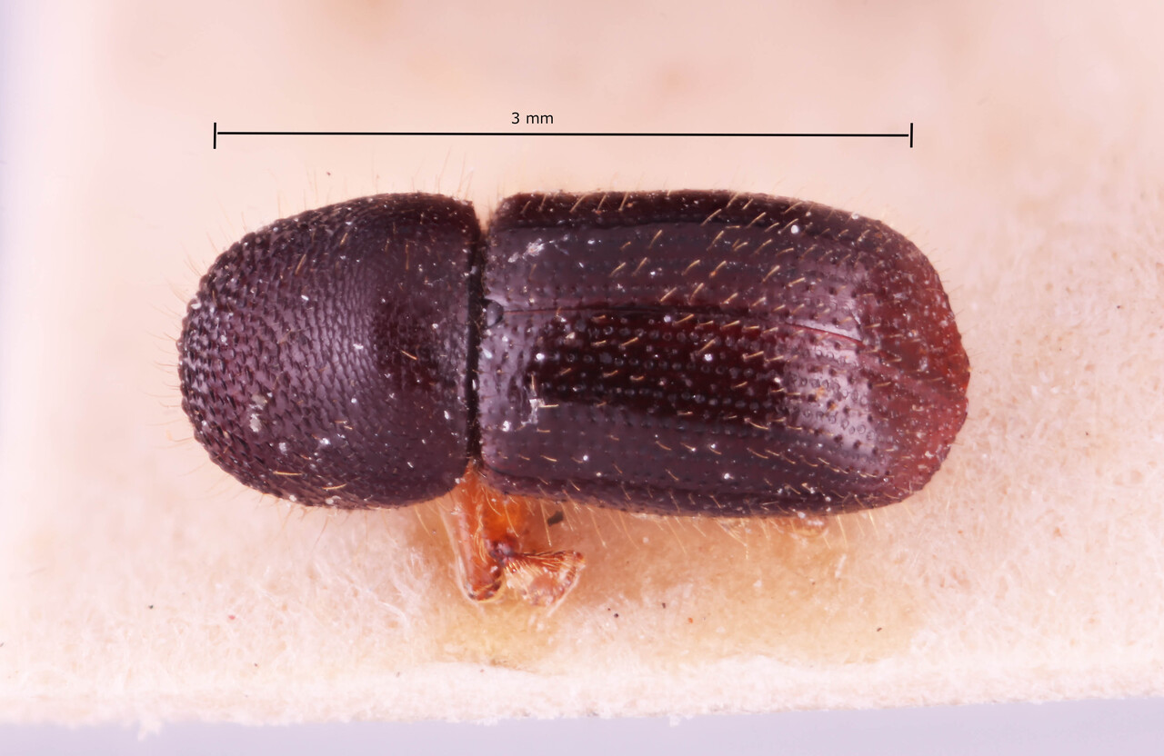 Genus / Species: Ambrosiodmus brunneipes | Image Author: RK Osborn | Location: Indonesia, Java, Mount Gede | Collection: Naturhistorisches Museum Wien