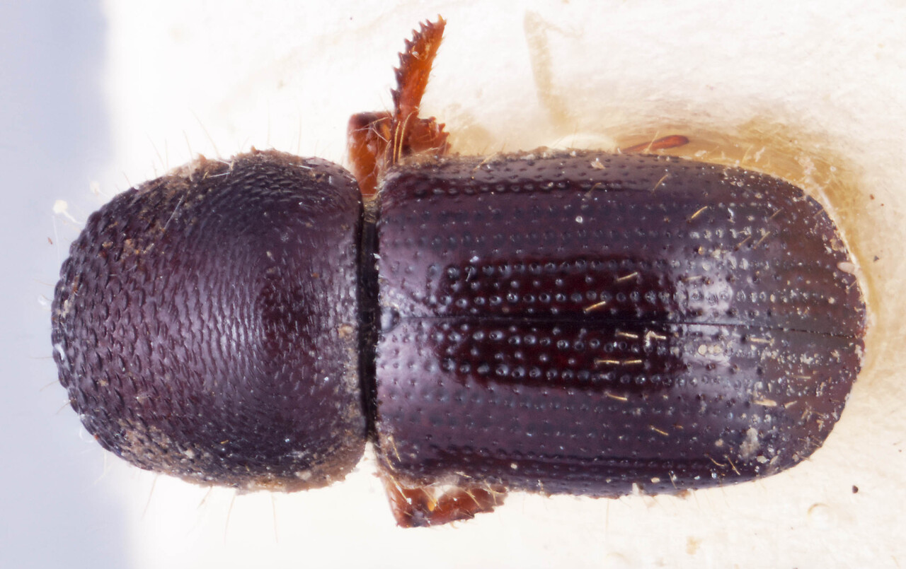 Genus / Species: Ambrosiodmus conspectus | Image Author: RK Osborn | Location: Malaysia, Sarawak, Semengoh | Image Type: paratype | Collection: Naturhistorisches Museum Wien