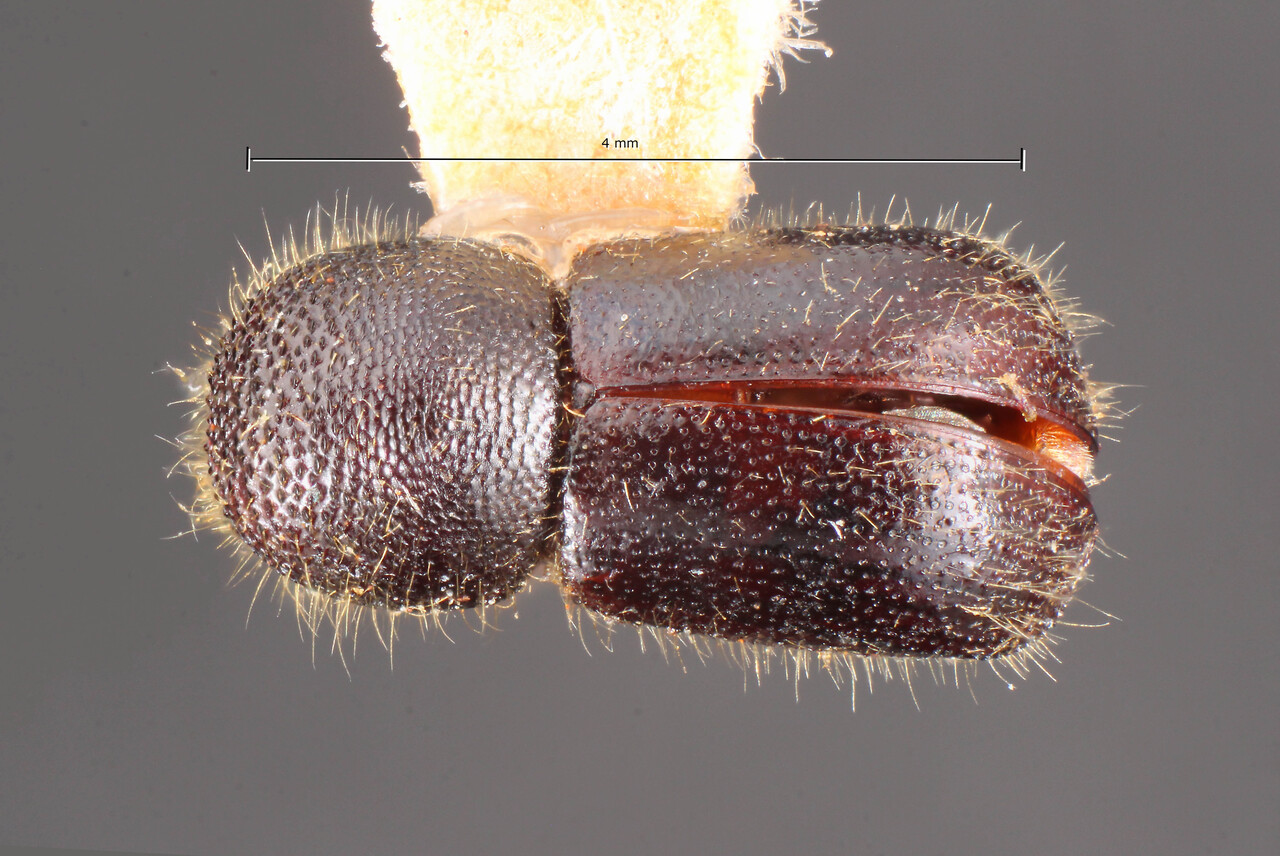 Genus / Species: Ambrosiodmus funebris | Image Author: TH Atkinson | Location: Brazil, Paraná, Telêmaco Borba | Collection: Faculdade de Engenharia