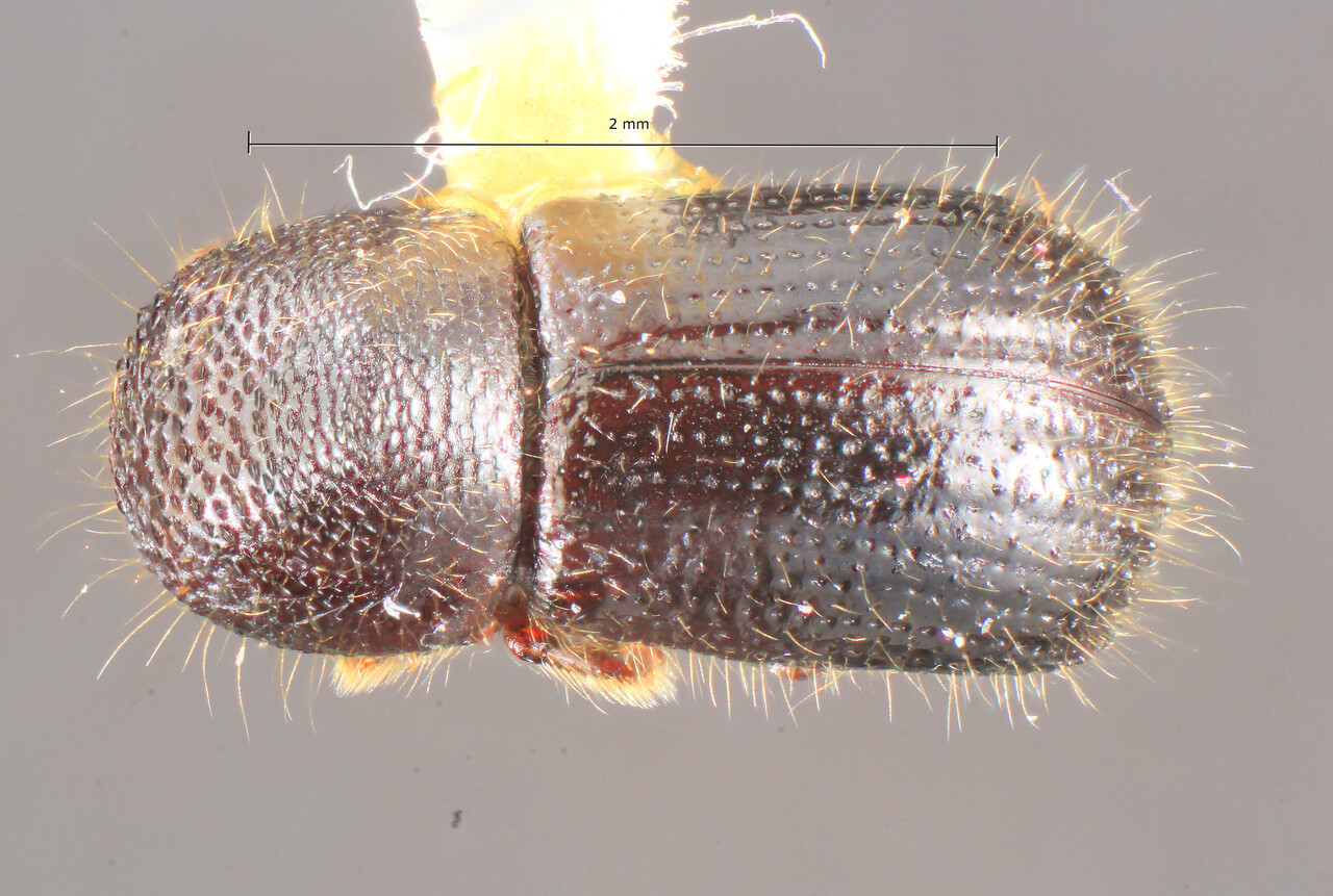 Genus / Species: Ambrosiodmus infidelis | Image Author: TH Atkinson | Location: Rep. Dominicana, Monseñor Noel, Estación Casabito | Image Type: holotype | Collection: Florida State Collection of Arthropods