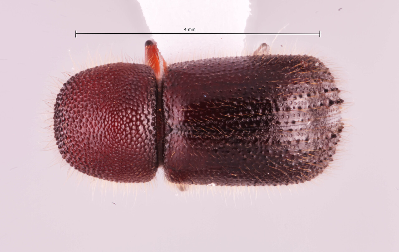 Genus / Species: Ambrosiodmus lewisi | Image Author: RK Osborn | Location: Vietnam, Lao Cai, Hoang Lien N.P. | Collection: Arthropod research Collection