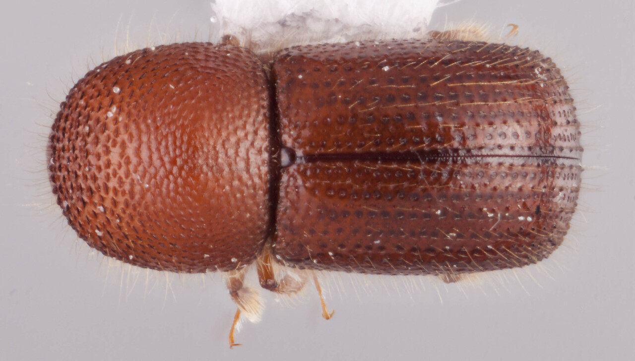 Genus / Species: Ambrosiodmus rubricollis | Image Author: RK Osborn | Location: Vietnam, Cao Bang, coordinates only | Collection: Arthropod research Collection