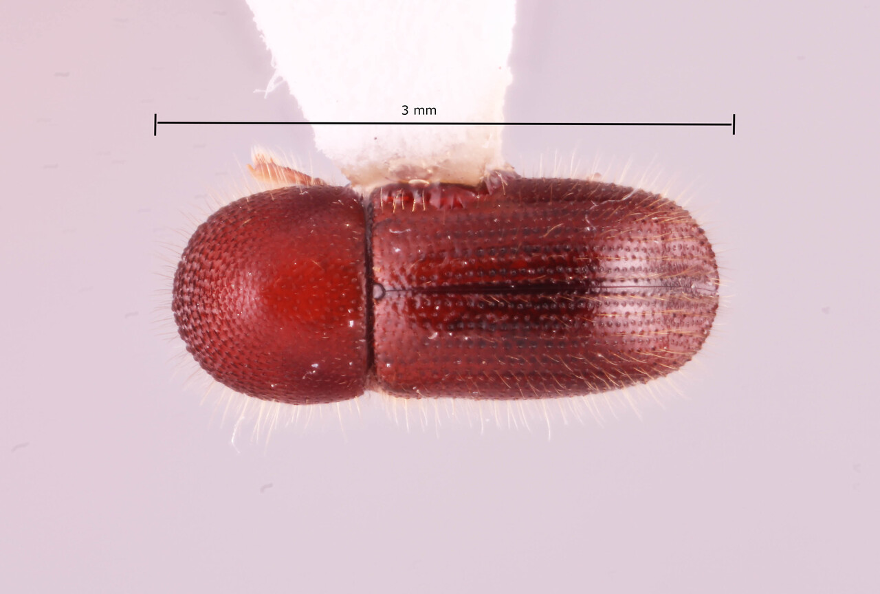 Genus / Species: Ambrosiophilus caliginestris | Image Author: RK Osborn | Location: Vietnam, Cao Bang, coordinates only | Image Type: holotype | Collection: Arthropod research Collection