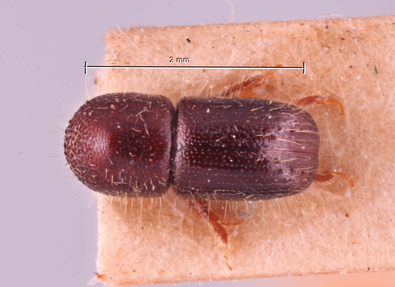 Genus / Species: Ambrosiophilus cristatulus | Image Author: RK Osborn | Location: Malaysia, Selangor, Kepong | Collection: Entomology