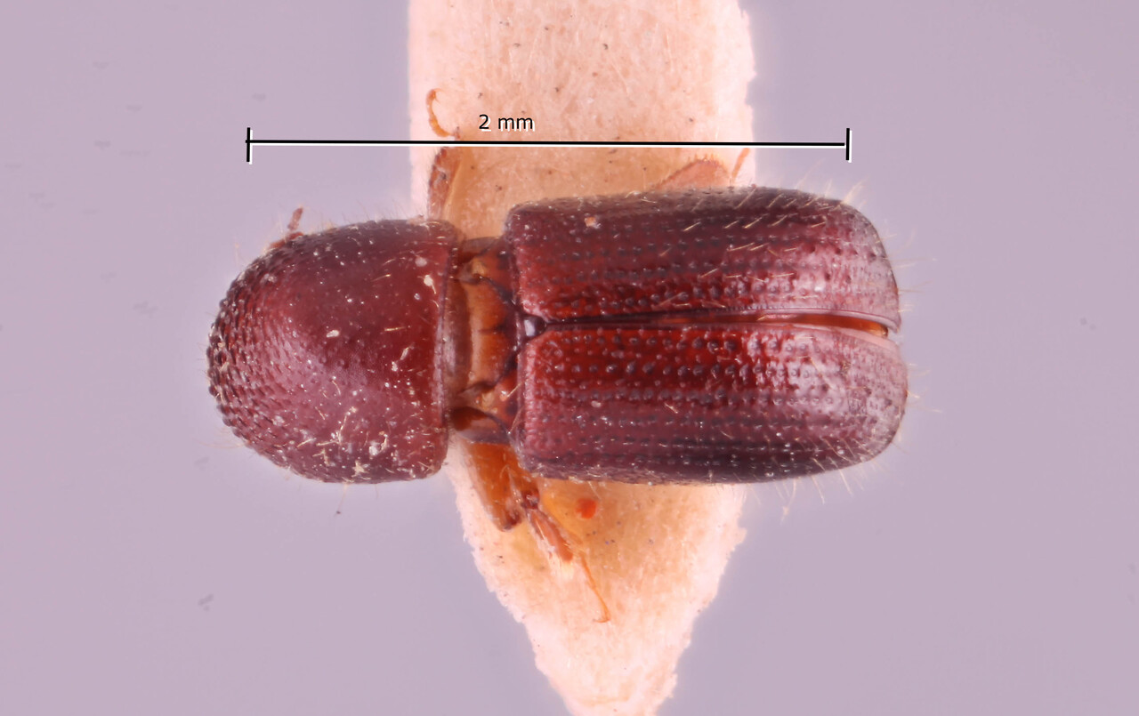 Genus / Species: Ambrosiophilus indicus | Image Author: RK Osborn | Location: India, West Bengal, Samsingh Kalimpong | Image Type: holotype | Collection: Entomology