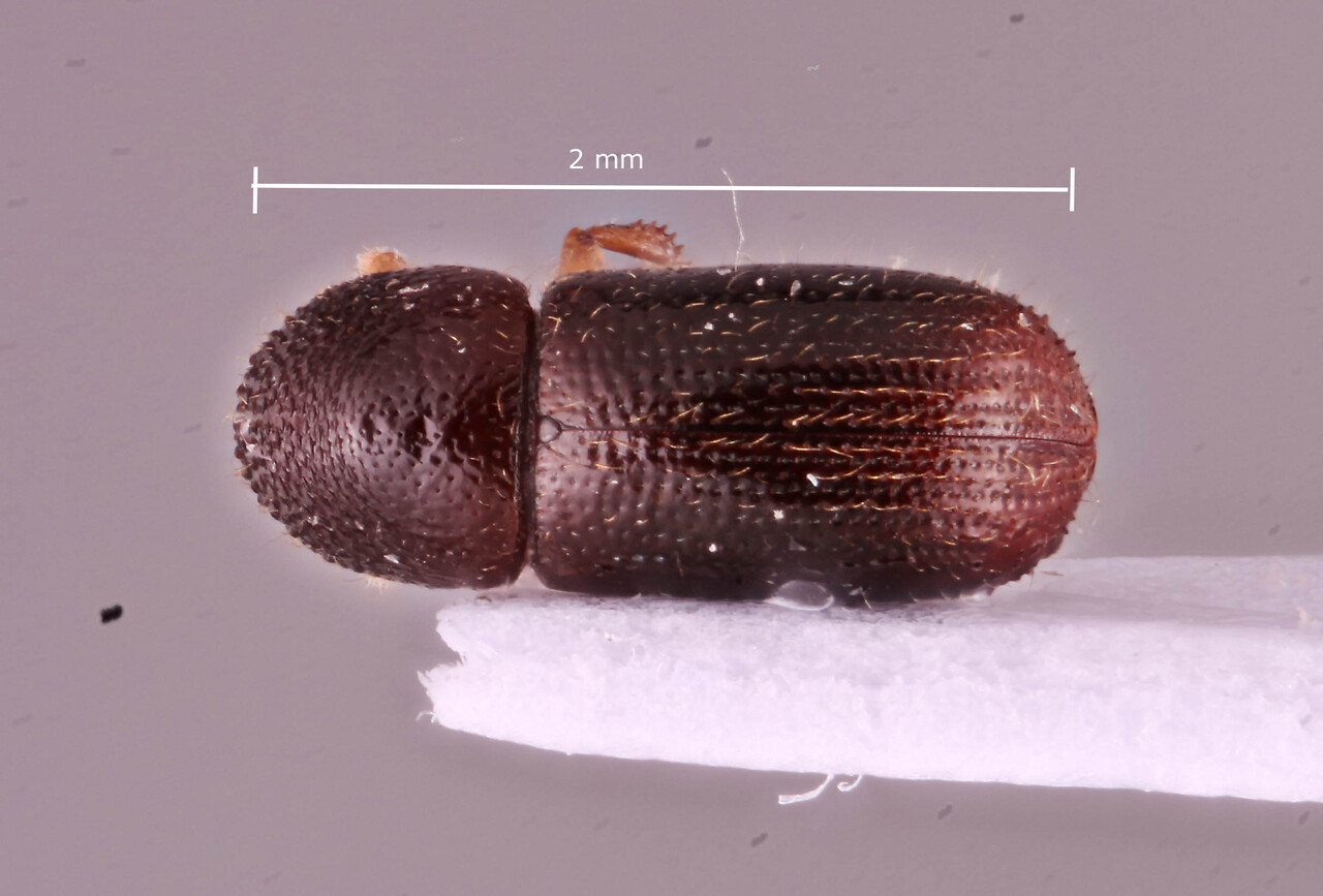Genus / Species: Ambrosiophilus lannaensis | Image Author: RK Osborn | Location: Thailand, Chiang Mai, Doi Pui | Image Type: holotype | Collection: Arthropod research Collection