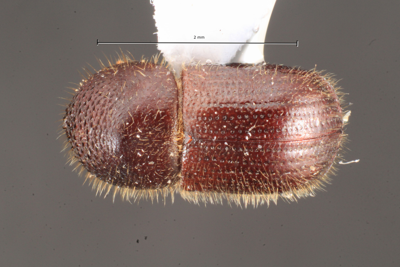 Genus / Species: Anisandrus sayi | Image Author: TH Atkinson | Location: United States, Maryland, Annapolis | Collection: University of Texas Insect Collection
