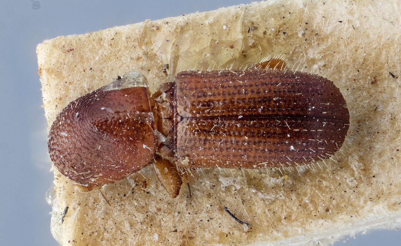 Genus / Species: Xyleborus xylographus | Image Author: J Buffam | Location: United States, North Carolina, North Carolina (state) | Image Type: neotype | Collection: Canadian National Collection of Insects, Arachnids and Nematodes