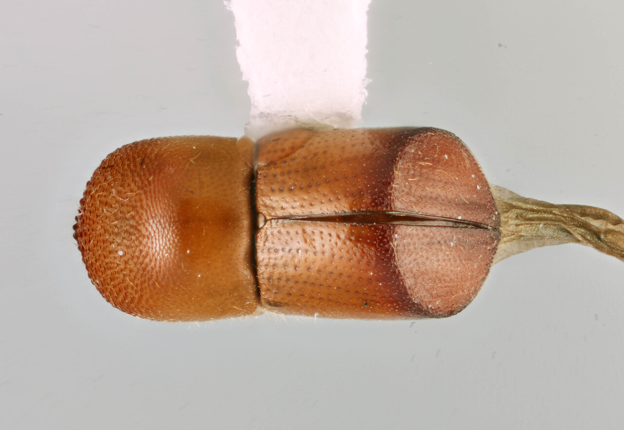 Genus / Species: Callibora sarahsmithae | Image Author: SM Smith | Location: Ecuador, Orellana, Res. Ethnica Waorani, 1 km S. Onkone Gare Camp | Image Type: holotype | Collection: Entomology