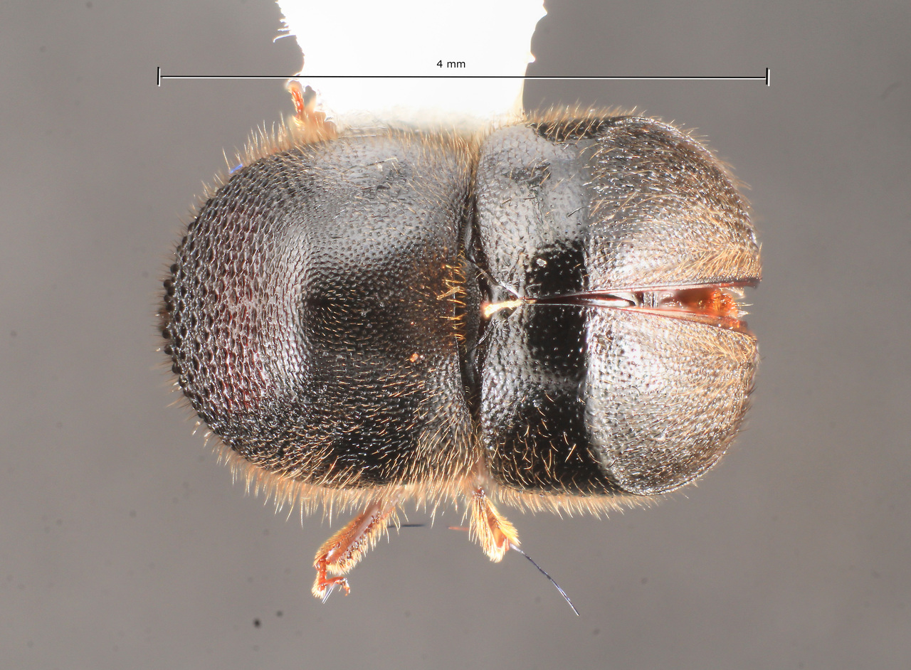 Genus / Species: Cnestus mutilatus | Image Author: TH Atkinson | Location: United States, Florida, Gainesville | Collection: University of Texas Insect Collection