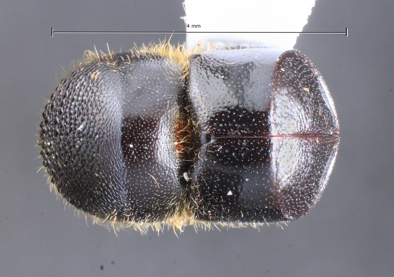 Genus / Species: Cnestus retusus | Image Author: TH Atkinson | Location: Argentina, Misiones, Bernardo de Irigoyen | Collection: Instituto Fundación Miguel Lillo