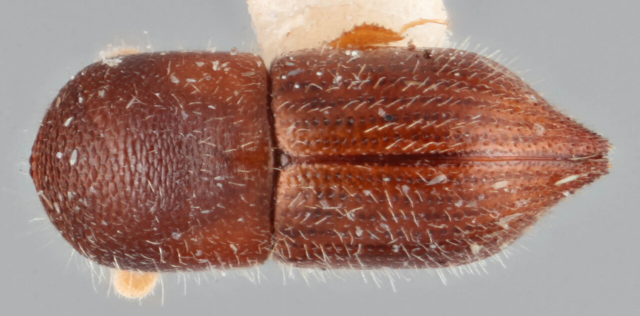 Genus / Species: Coptoborus attenuatus | Image Author: RK Osborn | Location: Brazil, Mato Grosso, Xavantina, 260 km N | Image Type: holotype | Collection: British Museum (Natural History)