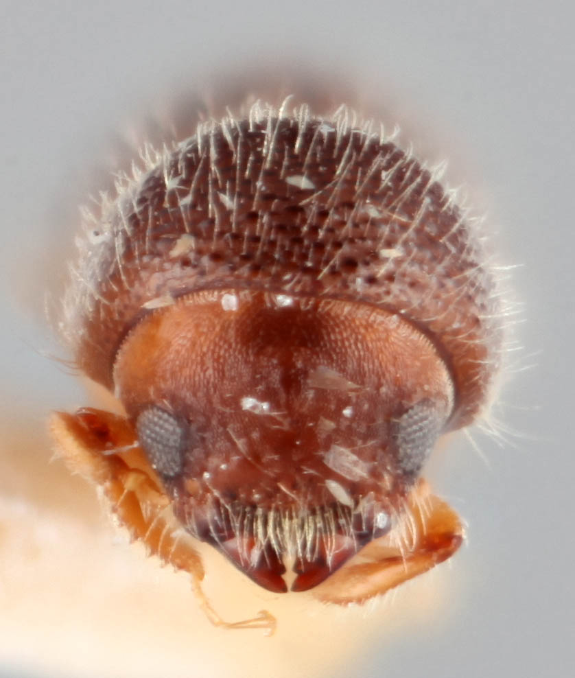 Genus / Species: <i>Coptoborus attenuatus</i> | Image Author: RK Osborn | Location: Brazil, Mato Grosso, Xavantina, 260 km N | Image Type: holotype | Collection: British Museum (Natural History)