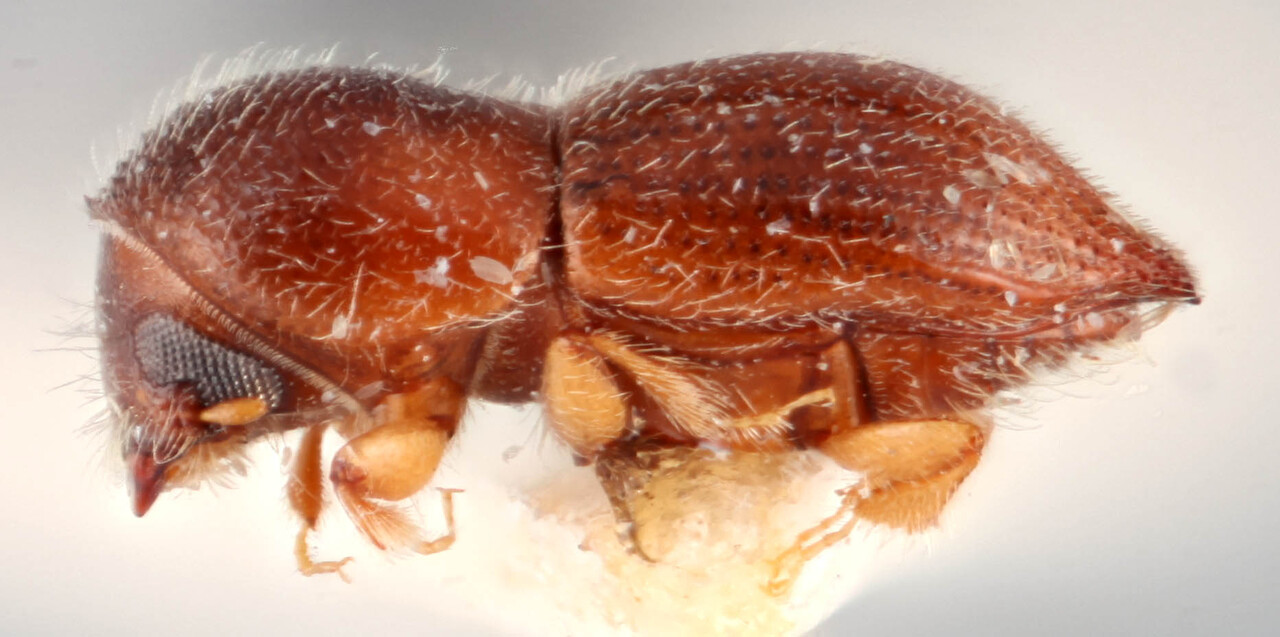 Genus / Species: <i>Coptoborus attenuatus</i> | Image Author: RK Osborn | Location: Brazil, Mato Grosso, Xavantina, 260 km N | Image Type: holotype | Collection: British Museum (Natural History)