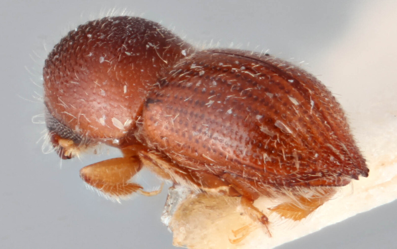 Genus / Species: <i>Coptoborus attenuatus</i> | Image Author: RK Osborn | Location: Brazil, Mato Grosso, Xavantina, 260 km N | Image Type: holotype | Collection: British Museum (Natural History)