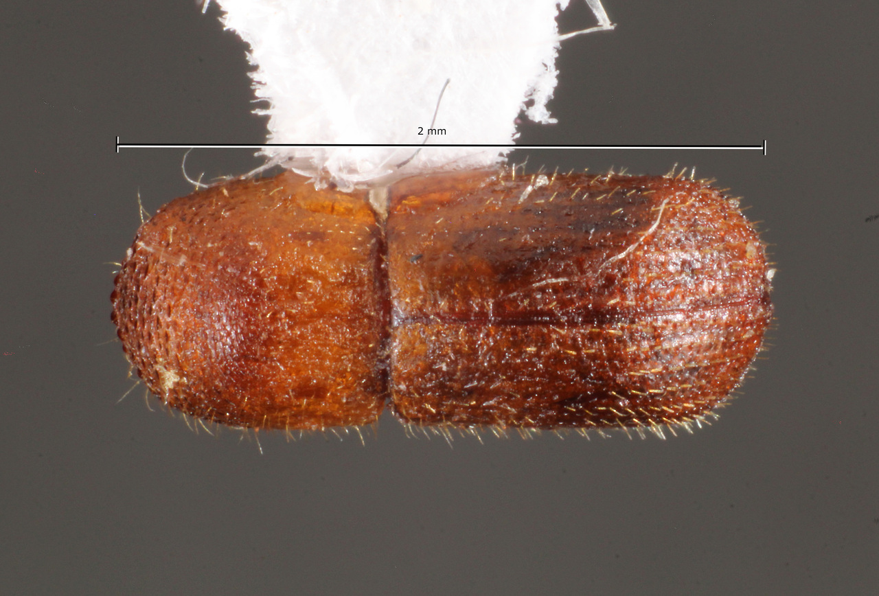 Genus / Species: Coptoborus brigman | Image Author: TH Atkinson | Location: Brazil, Mato Grosso do Sul, Selvíria | Collection: Faculdade de Engenharia