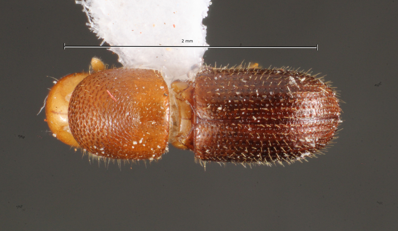 Genus / Species: Coptoborus leia | Image Author: TH Atkinson | Location: Brazil, Mato Grosso do Sul, Selvíria | Collection: Faculdade de Engenharia